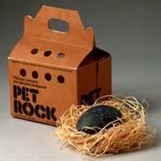 Owned a Pet Rock