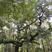 Briarwood Nature Preserve