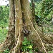 Sun Sapote (Moquilea Platypus)