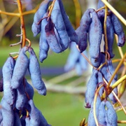 Blue Sausage Fruit (Decaisnea Fargesii)