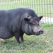 Vietnamese Pot-Bellied Pig