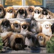 A Pomp of Pekingese