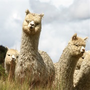 Alpaca