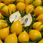 Abiu (Pouteria Caimito)