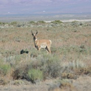 Sheldon National Wildlife Refuge