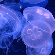 Moon Jelly
