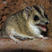 Dunnart