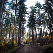 Black Park Country Park