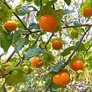 Musho (Jaltomata Cajacayensis)