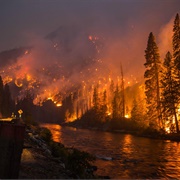 Forest Fire