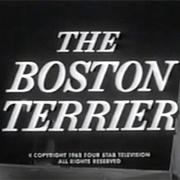 The Boston Terrier