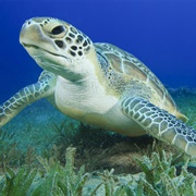 Green Sea Turtle