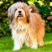 Groom a Tibetan Terrier