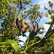 Flame Tree (Brachychiton Acerifolius)