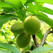 David's Peach (Prunus Davidiana)