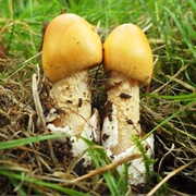 Saffron Ringless Amanita (Amanita Crocea)