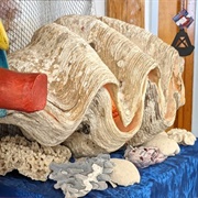 The Man-Killing Clam