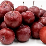 Wild Plum