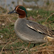 Eurasian Teal