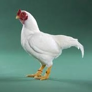 White Cornish Bantam