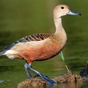 Lesser Whistling Duck
