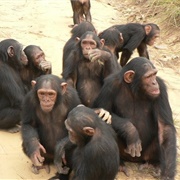 A Shrewdness of Apes