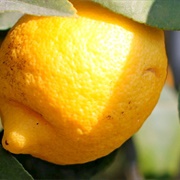 Limone Di Siracusa