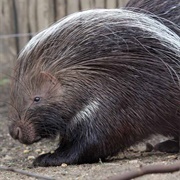 Porcupine