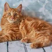 American Bobtail Cat