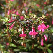 Small Leaf Fuchsia (Fuchsia Microphylla)