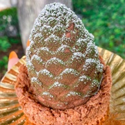 Chocolate-Chestnut Pinecone