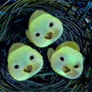 Birds Chicks