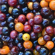 Guavaberry (Myrciaria Floribunda)