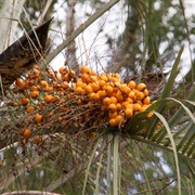 Butia Catarinensis