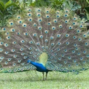 Peafowl