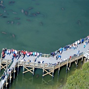 Big Bend Power Plant Manatee Viewing Area