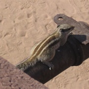 Indian Palm Squirrel