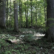Sears Woods State Nature Preserve