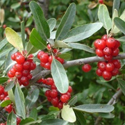 Silver Buffaloberry (Shepherdia Argentea)