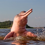 Boto (Amazon River Dolphin)