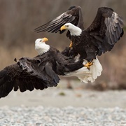 A Congress of Eagles