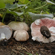 Almond Mushroom (Agaricus Subrufescens)