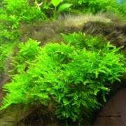 Java Moss