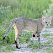 African Wild Cat