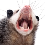 Opossum