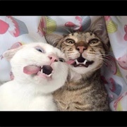 Looking at Funny Animal Videos