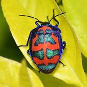 Hibiscus Harlequin Bug