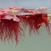 Phyllanthus Fluitans