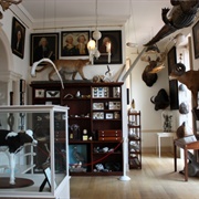 Museum of Natural and Other Curiosities