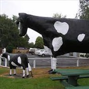 Matamata Big Cow and Calf